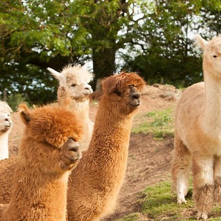 The Llama Hut Kirklevington Exterior foto